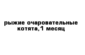 рыжие очаровательные котята,1 месяц